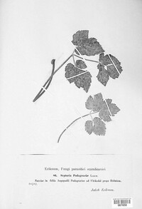 Mycosphaerella podagrariae image